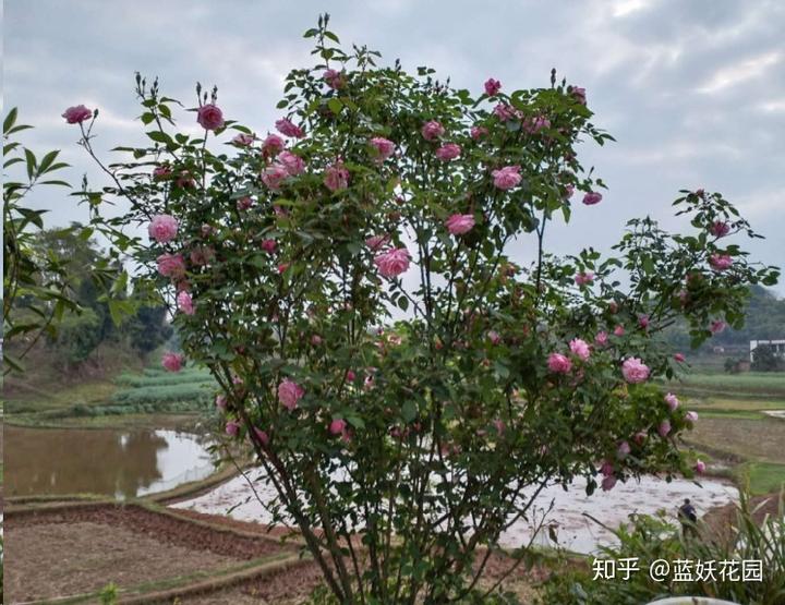 蓝妖：月季树怎么长成的？这个快速成型技巧，不学亏大了！