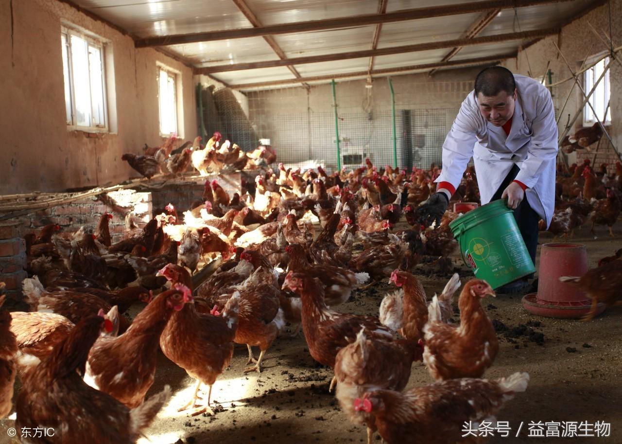 如何把鸡粪发酵猪饲料与生物有机肥