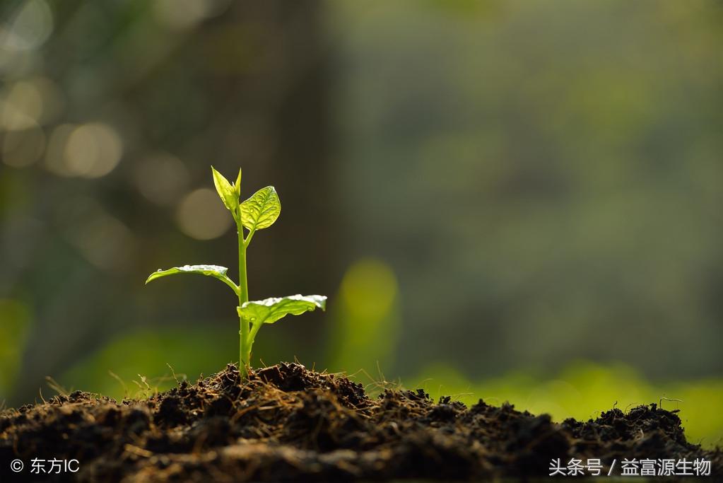 蘑菇渣发酵养殖技术要点_蘑菇渣发酵养殖技术与管理_蘑菇渣发酵养殖技术