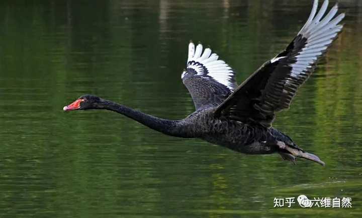 生财有道黑天鹅养殖视频_致富经黑天鹅养殖_致富天鹅养殖黑鱼