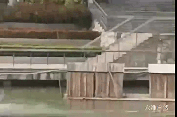 生财有道黑天鹅养殖视频_致富天鹅养殖黑鱼_致富经黑天鹅养殖