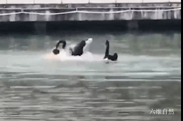 生财有道黑天鹅养殖视频_致富经黑天鹅养殖_致富天鹅养殖黑鱼