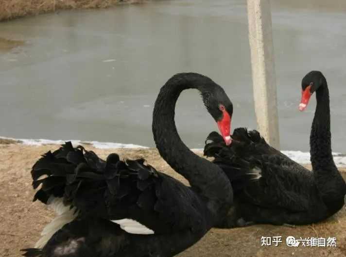 致富经黑天鹅养殖_致富天鹅养殖黑鱼_生财有道黑天鹅养殖视频