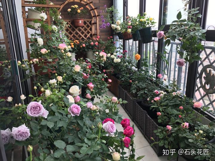 种植树桩月季致富经_金樱子老桩嫁接月季技术_致富经种月季花