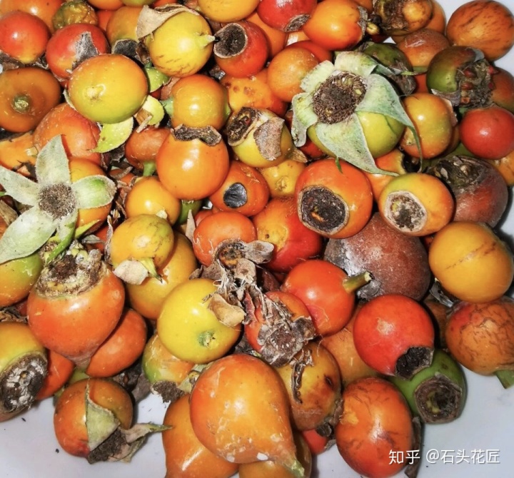 金樱子老桩嫁接月季技术_致富经种月季花_种植树桩月季致富经