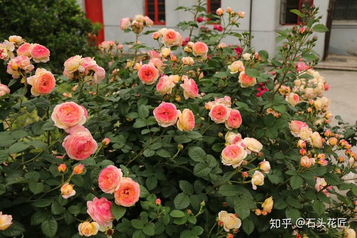 种植树桩月季致富经_金樱子老桩嫁接月季技术_致富经种月季花