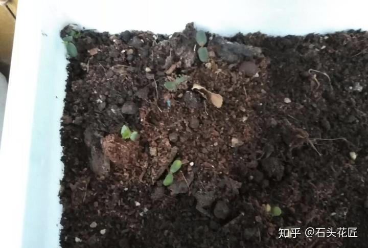金樱子老桩嫁接月季技术_致富经种月季花_种植树桩月季致富经