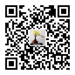 月季老桩没有根怎么办_种植树桩月季致富经_藤蔓月季种下后芽焉了