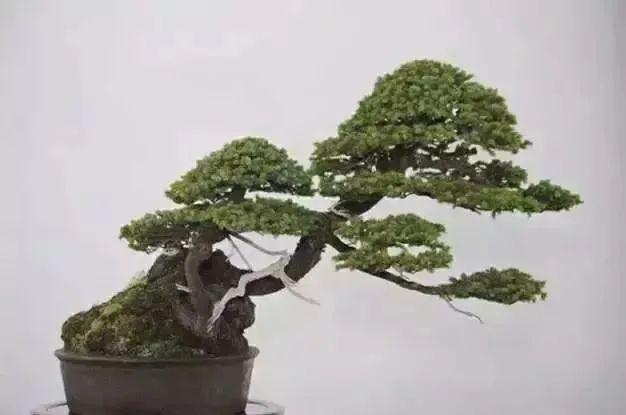种植树桩月季致富经_月季老桩没有根怎么办_藤蔓月季种下后芽焉了