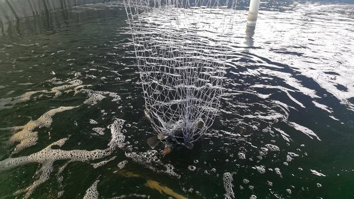养殖基地里的罗非鱼 胡杨网记者李雨浪 摄