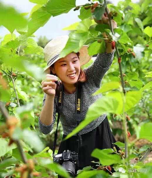 种植台湾技术桑果视频_台湾果桑的种植方法_台湾桑果种植技术