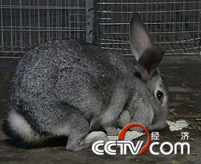 cctv致富经:逼出来的赚钱道