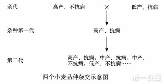 小麦杂交育种示意图