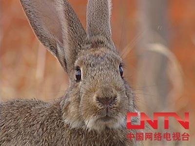 cctv农业节目致富经养兔_央视七致富经养兔子_致富央视养兔子视频