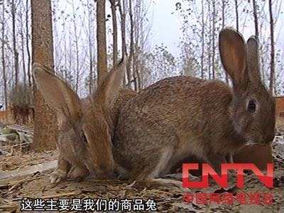 cctv农业节目致富经养兔_央视七致富经养兔子_致富央视养兔子视频