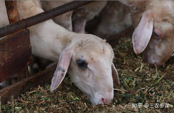 致富经俞淳养殖视频_致富经养鱼视频大全集_致富经养殖鱼视频