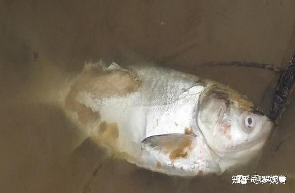 白江团鱼养殖新技术_白江团鱼多少钱一斤_怎么养殖江团鱼