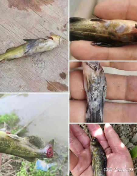 致富养殖鱼黄颡鱼图片_致富经黄颡鱼养殖_黄颡鱼养殖视频播放