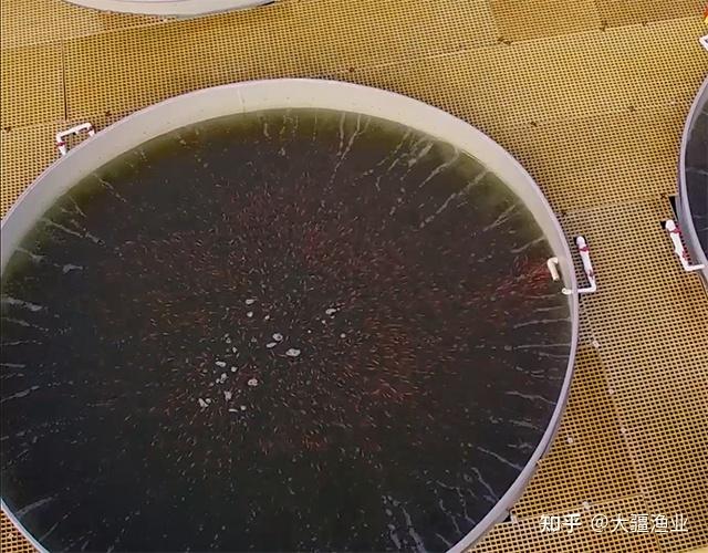 鲢鱼品种有哪些？白鲢鱼有哪些养殖技巧？