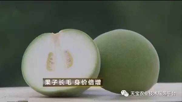 致富经果_致富果公司董事长_致富果幸福果