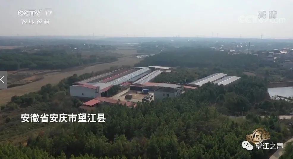 【cctv17农业农村频道】《致富经》：家有“四大功臣” 搏来千万财