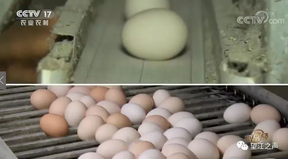 黄小叶致富经_小叶黄杨百度百科_小黄叶树是什么品种