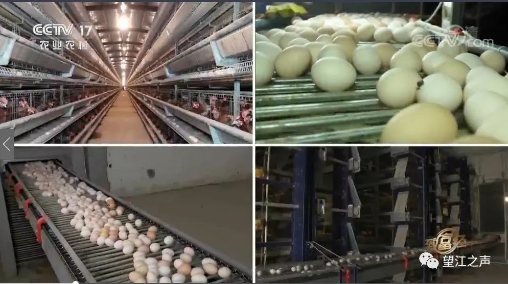 小叶黄杨百度百科_小黄叶树是什么品种_黄小叶致富经