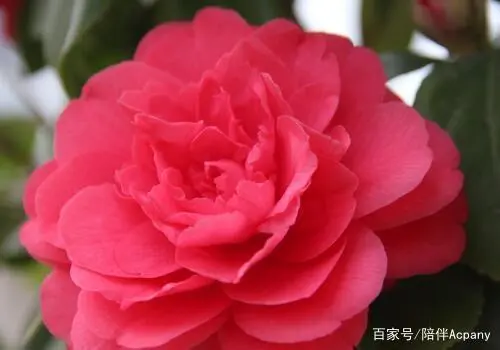不适合种植在家里的3种花，汁液有毒对健康不好，你家养了几种？
