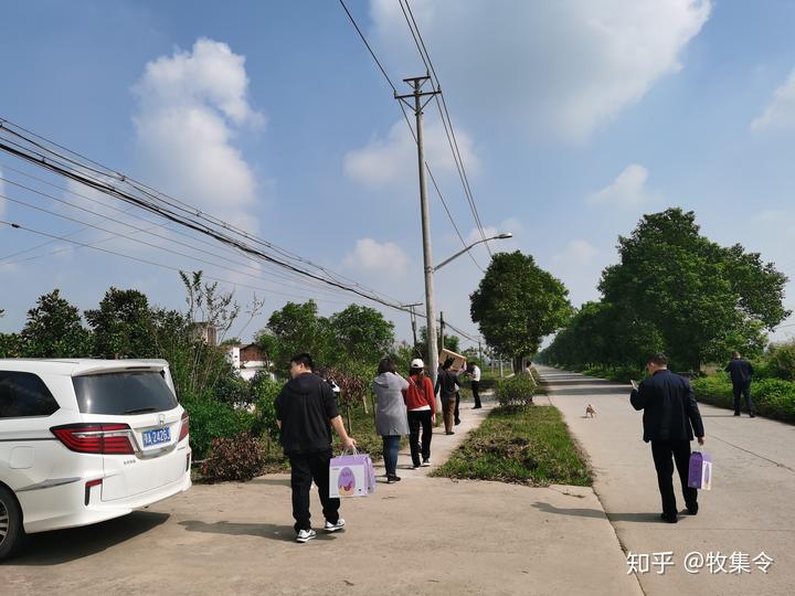 雁鹅苗怎么养_雁鹅养殖技术全集_雁鹅养殖技术图片视频