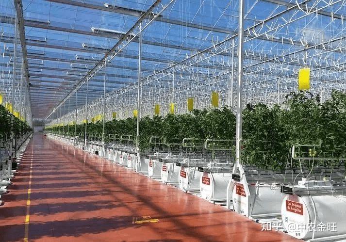 致富种植防风草图片_防风种植致富_防风种植成本与利润
