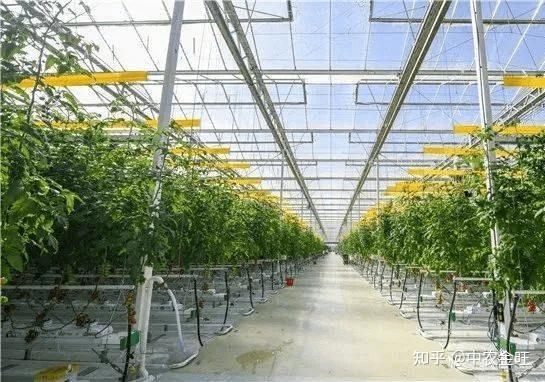 防风种植成本与利润_防风种植致富_致富种植防风草图片