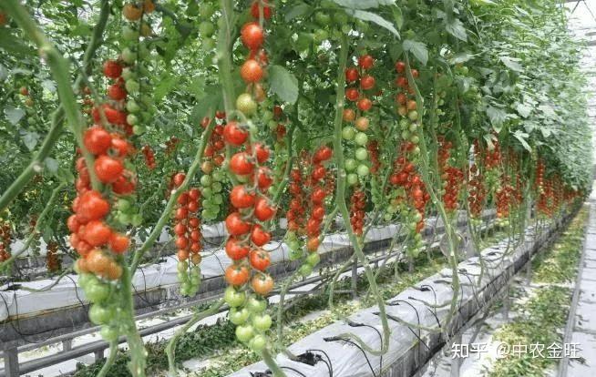 致富种植防风草图片_防风种植成本与利润_防风种植致富