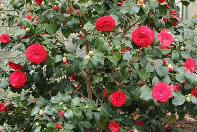 养殖室内茶花技术可以做什么_茶花可以室内养殖技术_室内种植茶花可以成活多久