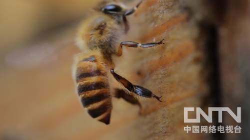 致富经养蜂人_致富经cctv7养蜂视频_cctv7致富经养蜂人