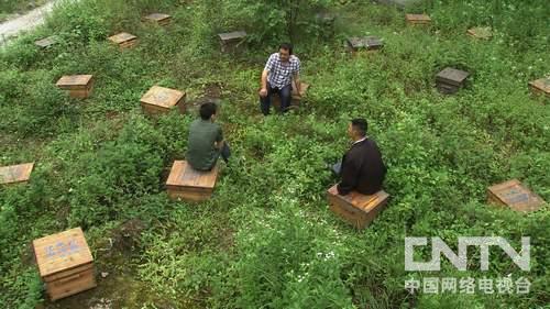 cctv7致富经养蜂人_致富经养蜂人_致富经cctv7养蜂视频