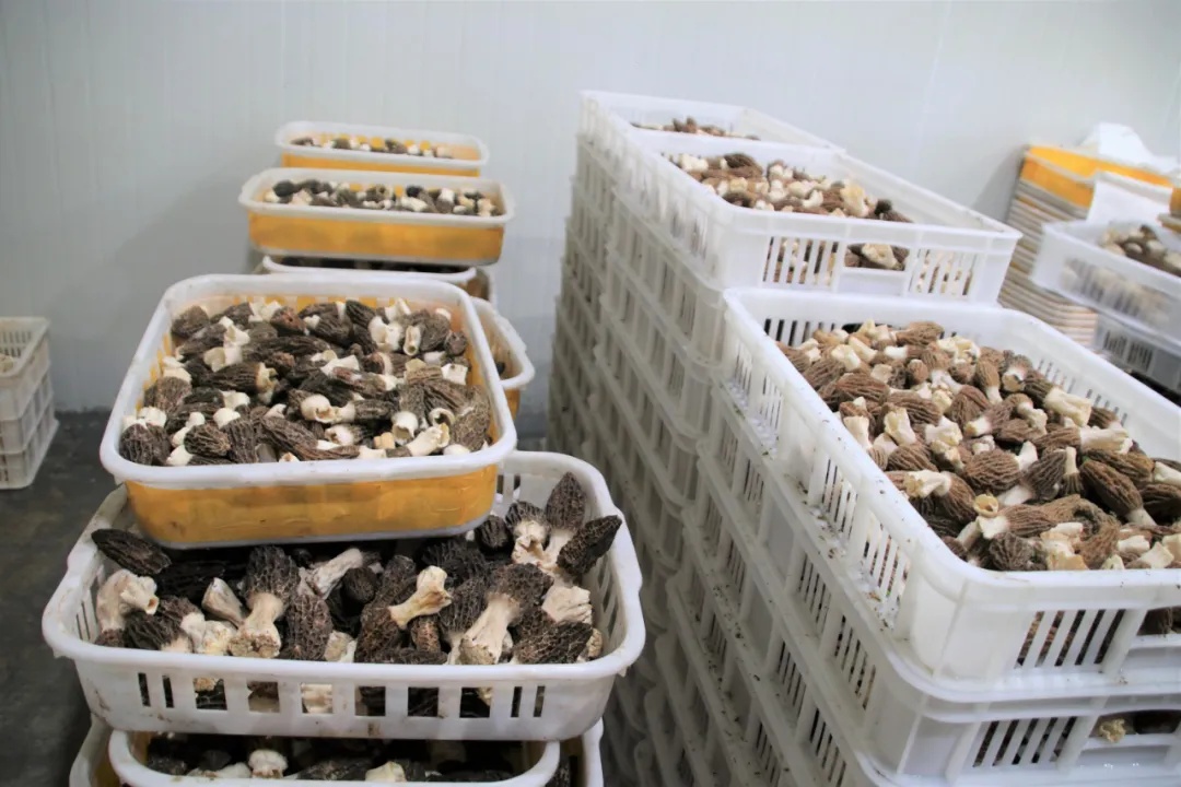 野生菌种植基地_野生菌种植致富_种植野生菌前景