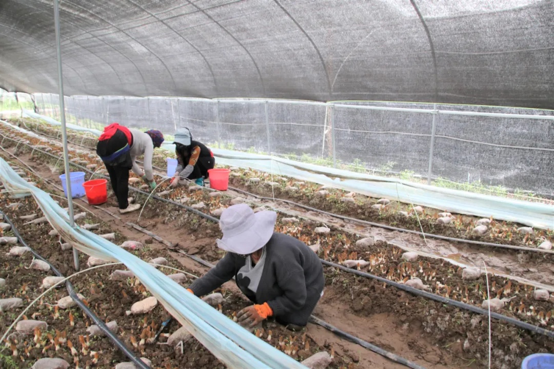 野生菌种植致富_野生菌种植基地_种植野生菌前景