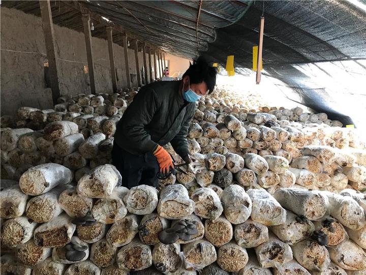 致富种植视频全集_cctv农业节目致富经种植_农业致富种植视频