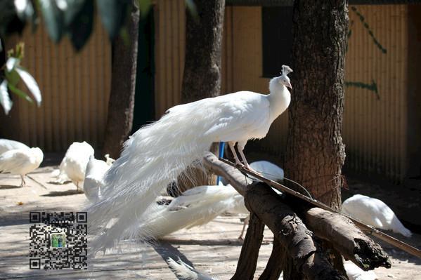 致富养殖_致富经篮孔雀养殖技术_有什么农村养殖致富小项目