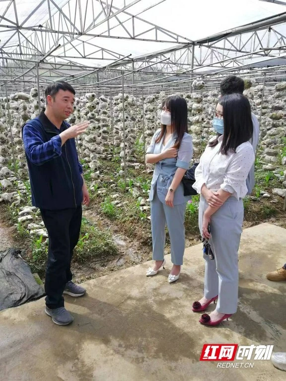 种植羊肚菌挣钱吗_羊肚菌种植创业_致富经之种植羊肚菌
