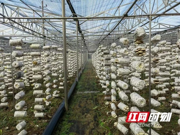 种植羊肚菌挣钱吗_羊肚菌种植创业_致富经之种植羊肚菌