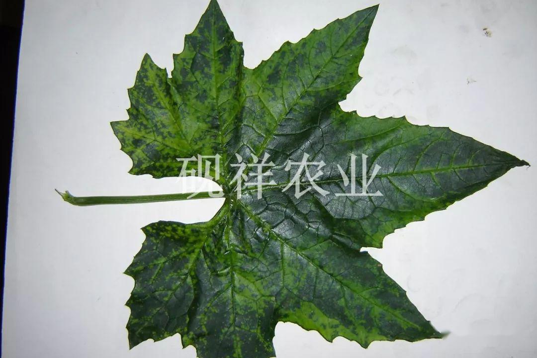 菜瓜种植技术与病_菜瓜种植技术视频_菜瓜栽培技术指导