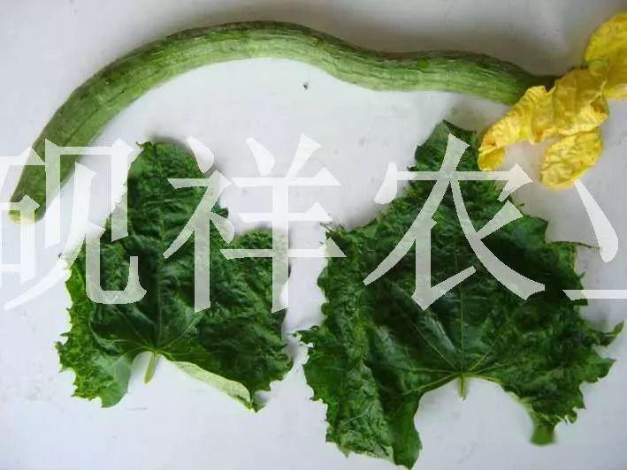 菜瓜种植技术与病_菜瓜种植技术视频_菜瓜栽培技术指导