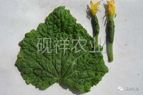 菜瓜栽培技术指导_菜瓜种植技术与病_菜瓜种植技术视频