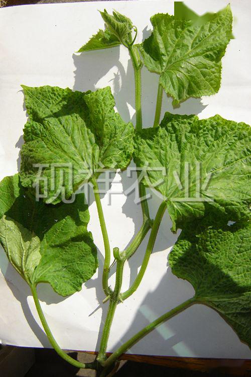 菜瓜种植技术视频_菜瓜种植技术与病_菜瓜栽培技术指导