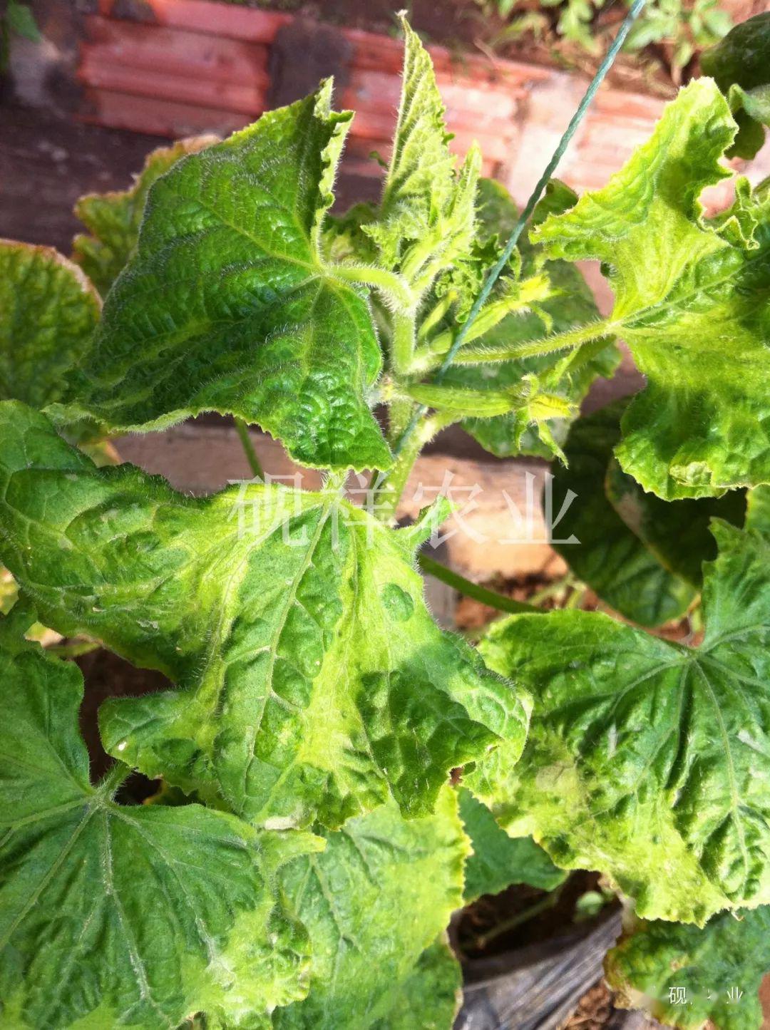 菜瓜栽培技术指导_菜瓜种植技术视频_菜瓜种植技术与病