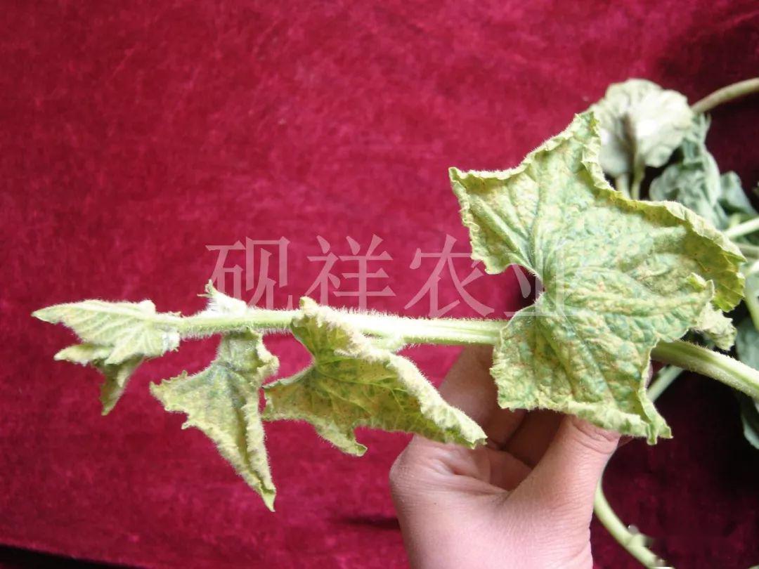菜瓜种植技术视频_菜瓜种植技术与病_菜瓜栽培技术指导