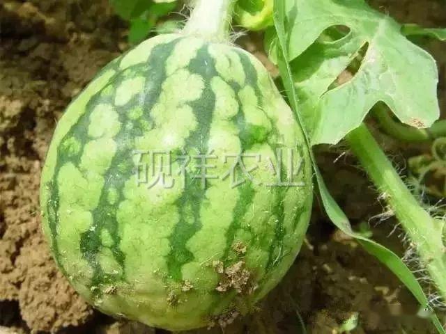 菜瓜种植技术视频_菜瓜种植技术与病_菜瓜栽培技术指导