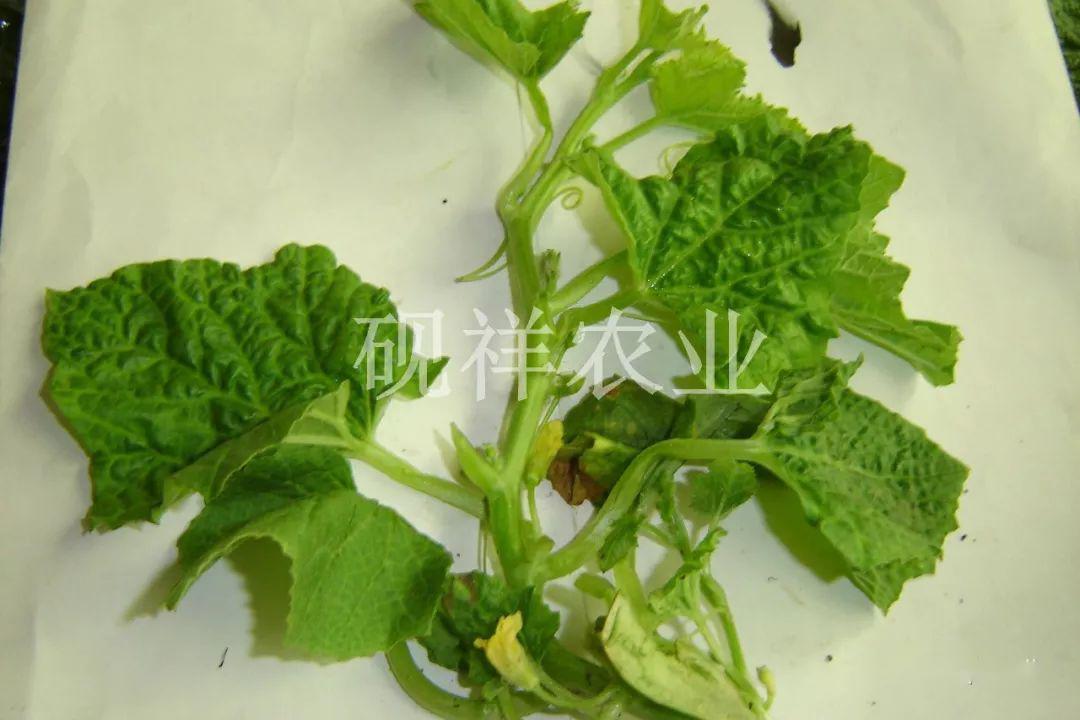 菜瓜种植技术视频_菜瓜栽培技术指导_菜瓜种植技术与病