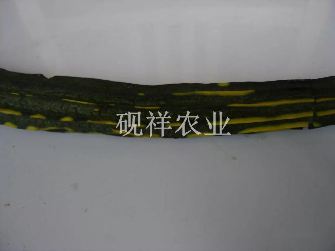 菜瓜种植技术与病_菜瓜栽培技术指导_菜瓜种植技术视频